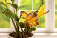 Yellow Leaves Plants, Kitchen Waste Hacks
