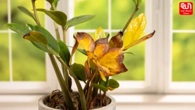 Yellow Leaves Plants, Kitchen Waste Hacks