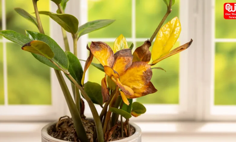 Yellow Leaves Plants, Kitchen Waste Hacks