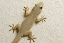 Lizards