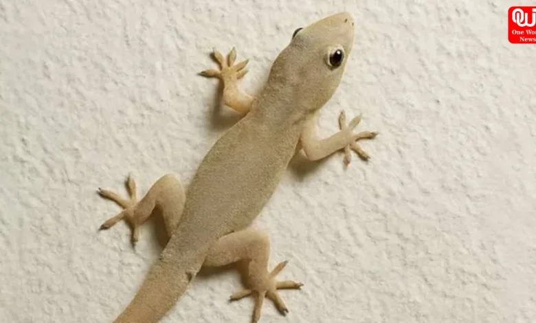 Lizards